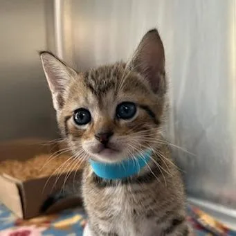 A baby small-sized male Gray / Blue / Silver Domestic Short Hair cat named Caramel for adoption in Knoxville, TN