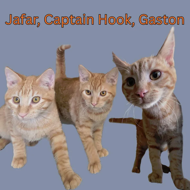 A young large-sized male Orange & White Domestic Short Hair cat named Jafar  Captain Hook for adoption in South Padre Island, TX