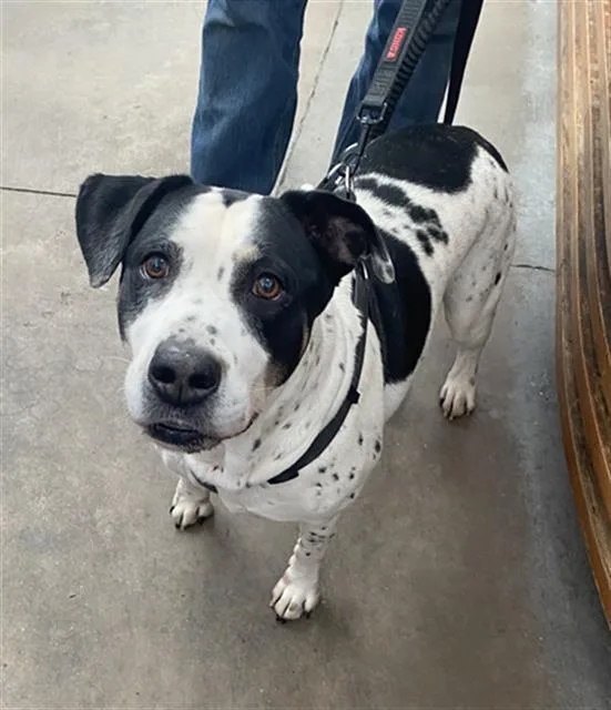 An adult large-sized male Mixed Breed dog named Scout for adoption in Dallas, TX