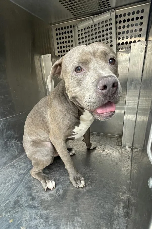 An adult medium-sized male Pit Bull Terrier dog named Boi for adoption in Victorville, CA