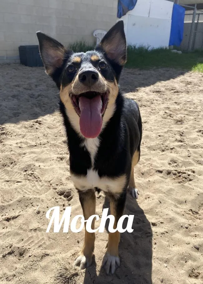 Mocha