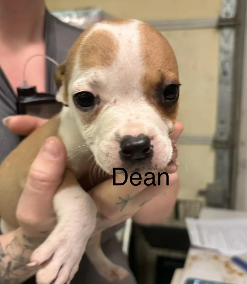 Dean