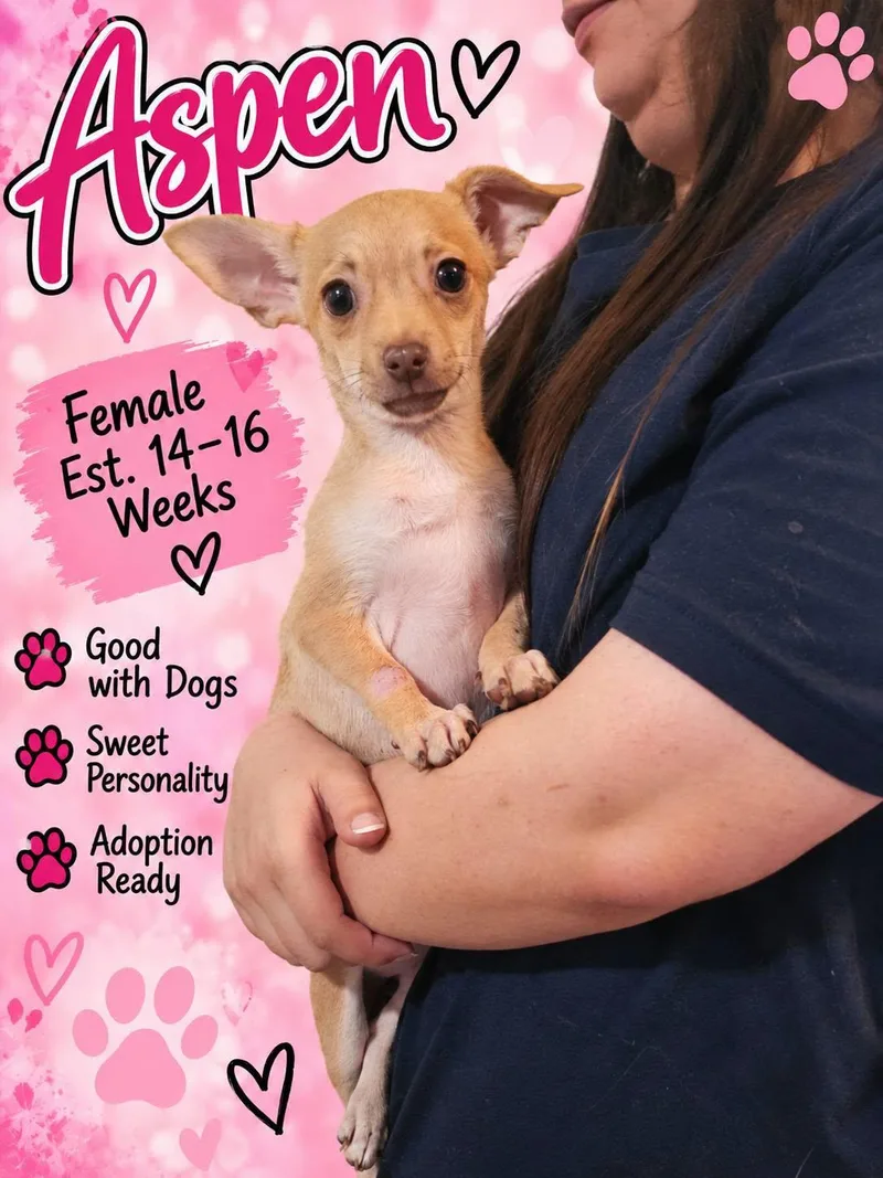 A baby small-sized female Chihuahua dog named Aspen for adoption in Fort Worth, TX