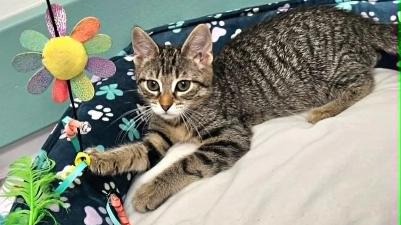 A baby small-sized female Domestic Short Hair cat named Astrid for adoption in South Bend, IN