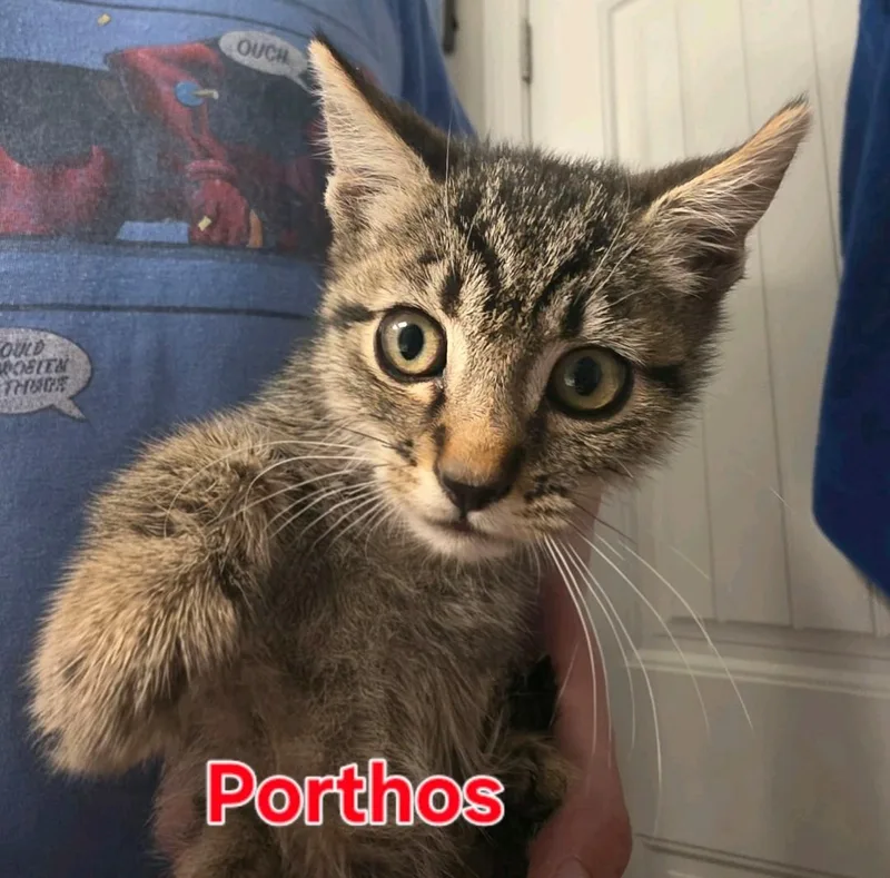 A baby medium-sized male Domestic Medium Hair cat named Porthos for adoption in Reno, NV
