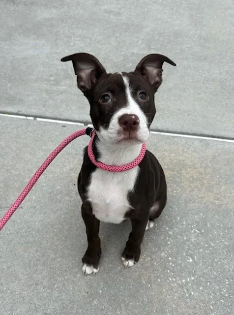 A baby small-sized female Labrador Retriever dog named Opal for adoption in Brunswick, GA