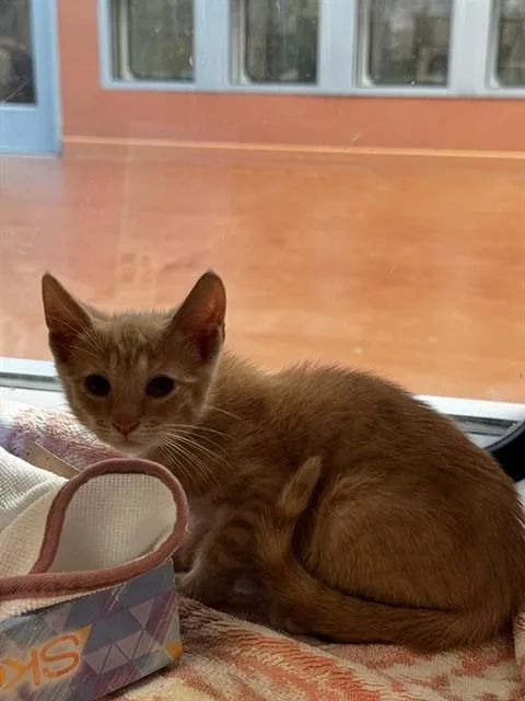 A baby small-sized male Domestic Short Hair cat named Sunset for adoption in San Jose, CA