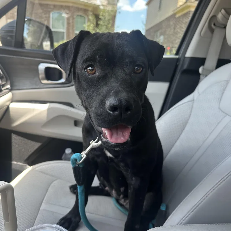 An adult medium-sized female Black Labrador Retriever dog named Opalite for adoption in Spring, TX