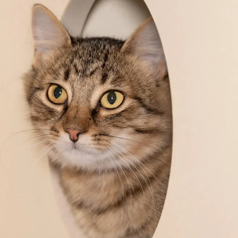 A young medium-sized female Tabby (Buff / Tan / Fawn) Domestic Medium Hair cat named Phoebe for adoption in Victor, NY