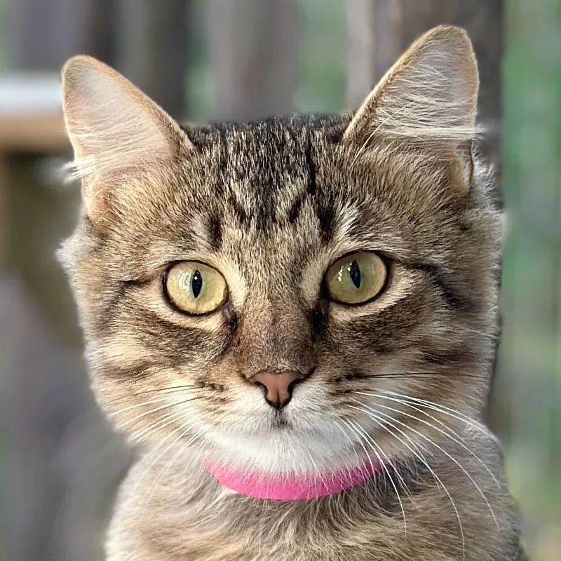 Phoebe thumbnail 6