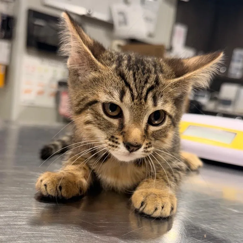 A baby small-sized female Brown / Chocolate Domestic Short Hair cat named Kimi for adoption in Tampa, FL