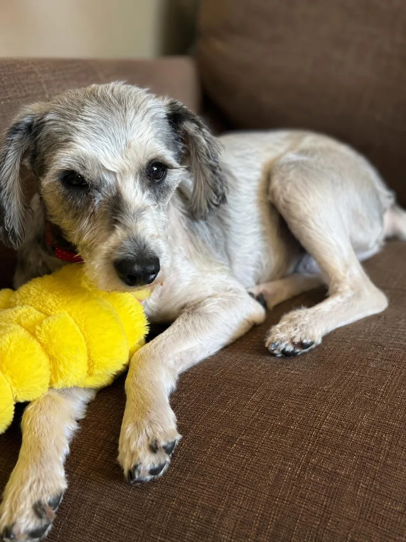 An adult small-sized male Poodle dog named Jack for adoption in Omaha, NE