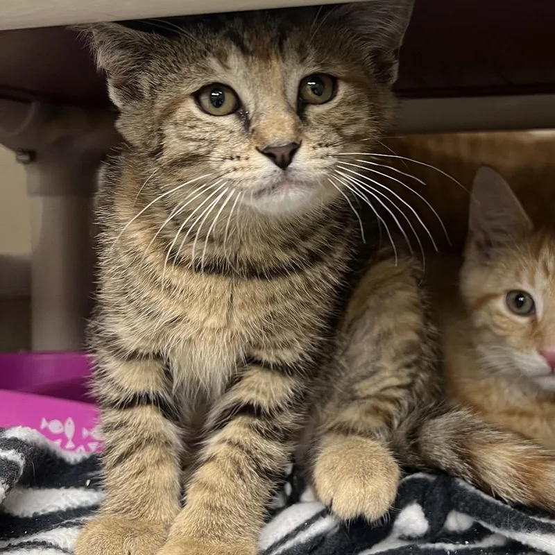 A baby small-sized female Brown / Chocolate Domestic Short Hair cat named Bahia Honda for adoption in Mentor, OH