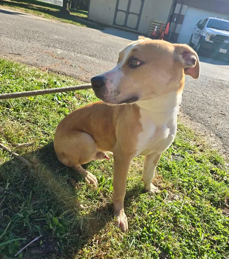 An adult medium-sized male Pit Bull Terrier dog named Clyde for adoption in Springfield, IL