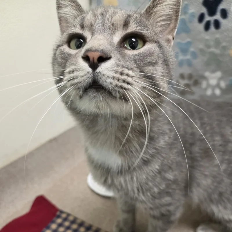 An adult large-sized male Gray / Blue / Silver Domestic Short Hair cat named Grand Papi for adoption in Oshkosh, WI