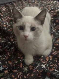 A baby medium-sized male Snowshoe cat named Fabio for adoption in Parlier, CA