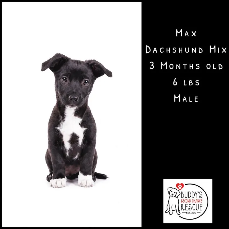 A baby small-sized male Tricolor (Brown, Black, & White) Dachshund dog named Max for adoption in Amherst, NY