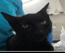 A baby small-sized male Domestic Short Hair cat named Mark for adoption in Largo, FL