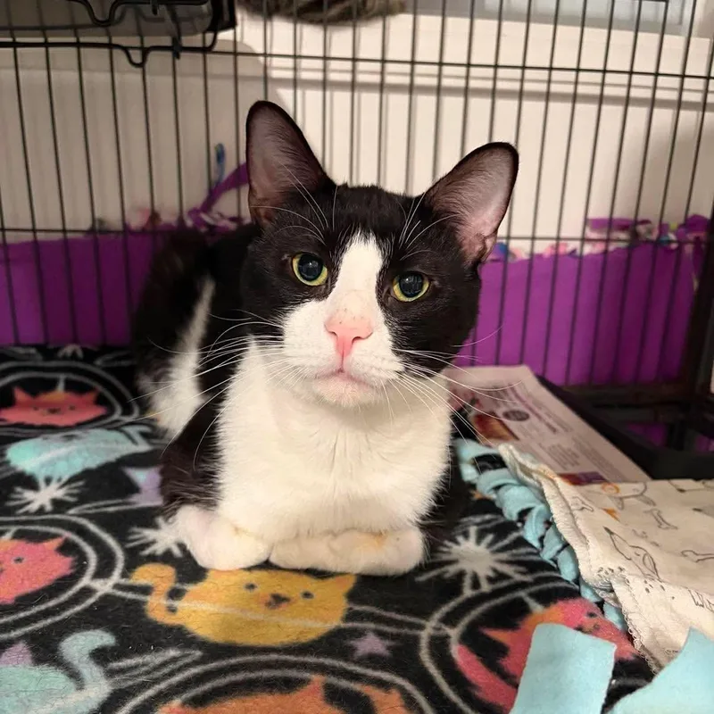An adult medium-sized female Black & White / Tuxedo Domestic Short Hair cat named Jessie for adoption in North Huntingdon, PA