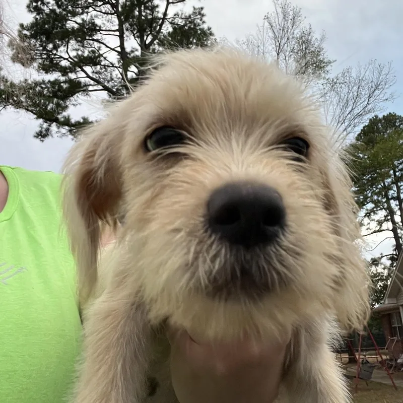 A baby medium-sized female Labrador Retriever dog named Diane for adoption in Zimmerman, MN