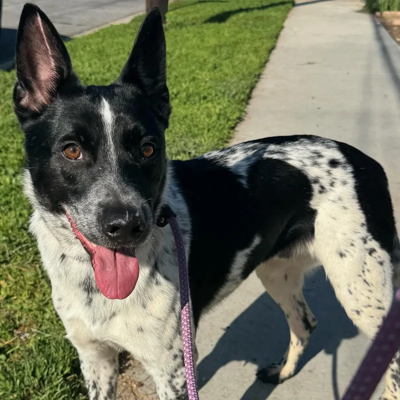 Macallan thumbnail 2