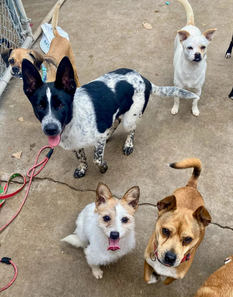 Macallan thumbnail 3