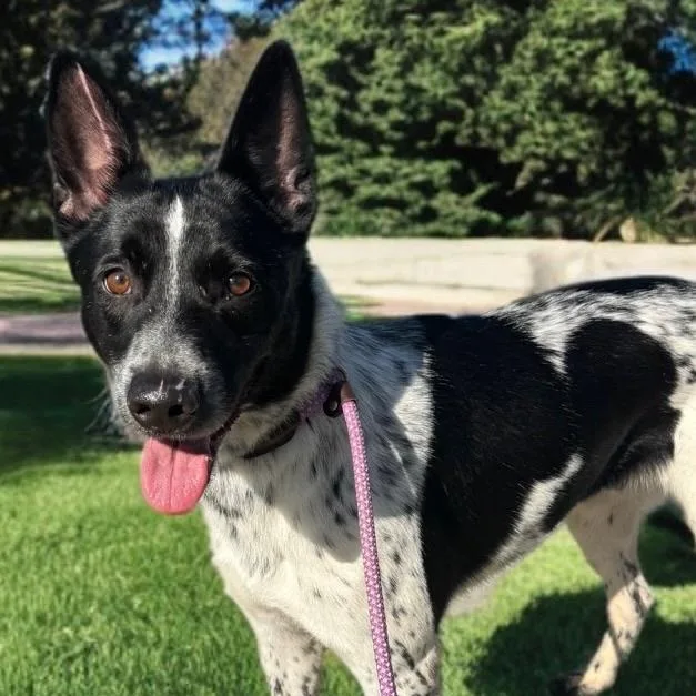 Macallan thumbnail 4