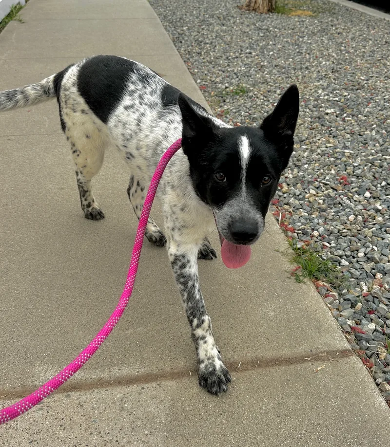 Macallan thumbnail 5