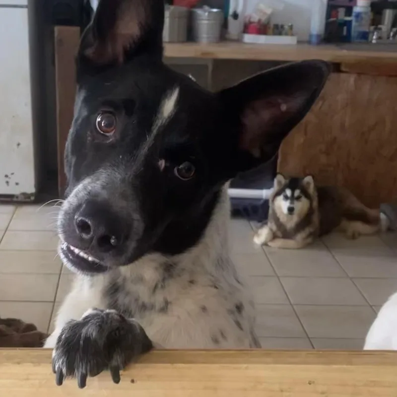 Macallan thumbnail 6