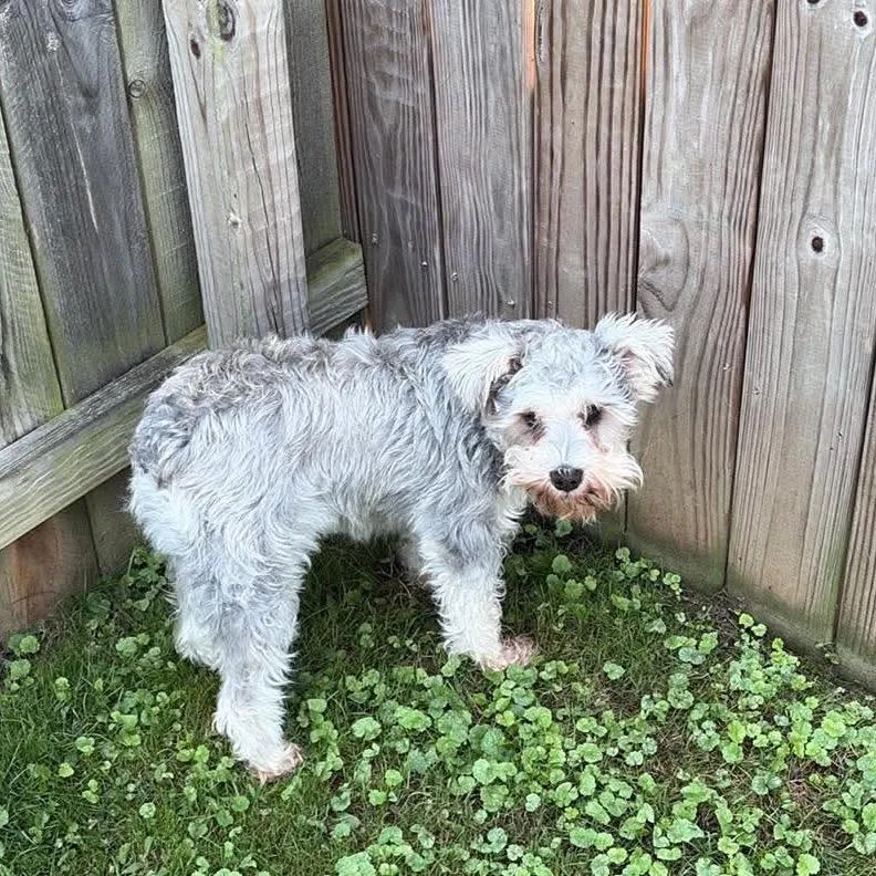 An adult small-sized male Gray / Blue / Silver Schnauzer dog named Remy for adoption in Huntington, WV