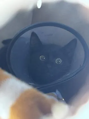 A baby small-sized female Domestic Short Hair cat named Pillsburry for adoption in Seattle, WA