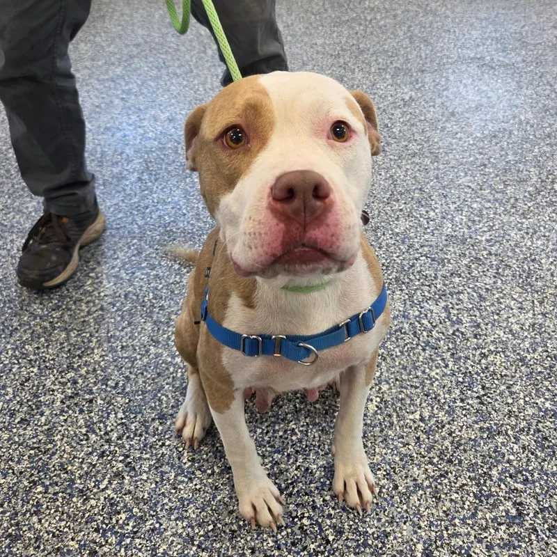 An adult medium-sized female Yellow / Tan / Blond / Fawn Mixed Breed dog named Jadis for adoption in Binghamton, NY