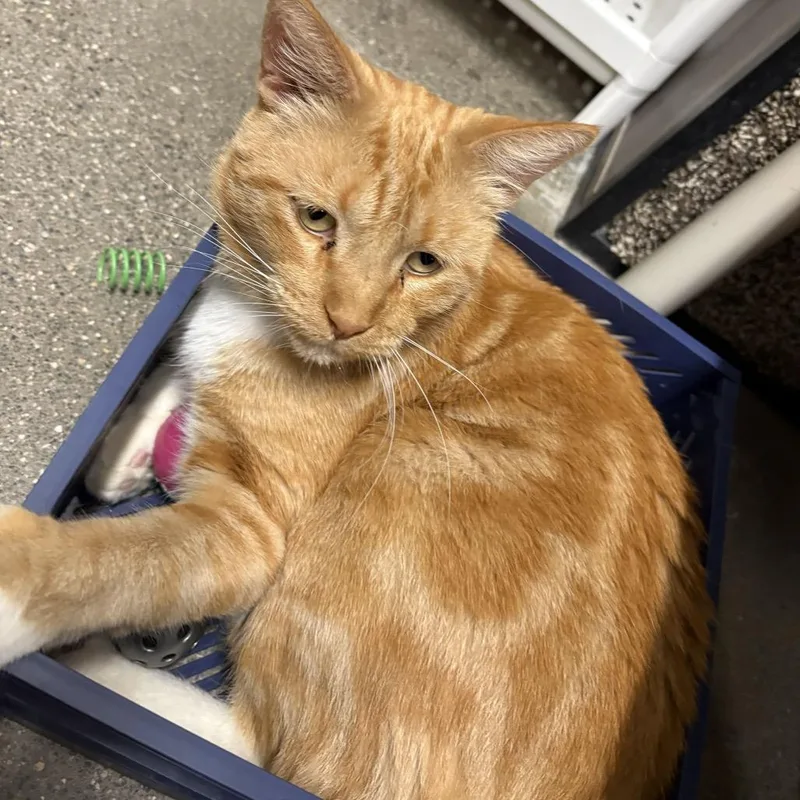 An adult small-sized male Orange / Red Domestic Short Hair cat named Avenger for adoption in Los Angeles, CA