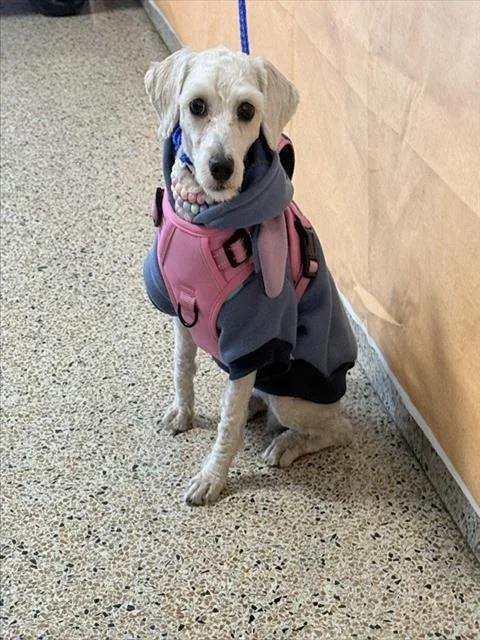 An adult small-sized female Poodle dog named Luna for adoption in Miami, FL