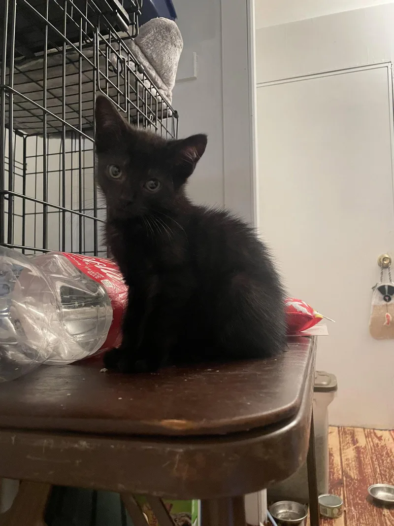 A baby medium-sized male Black Domestic Short Hair cat named Qasim for adoption in Trenton, NJ