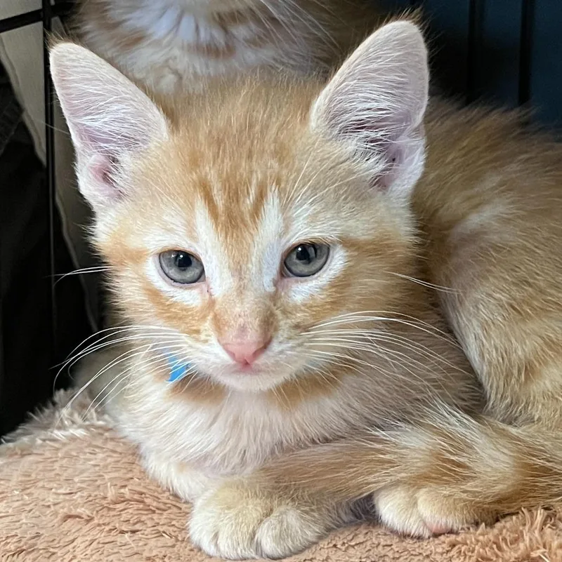 A baby medium-sized male Domestic Short Hair cat named Bass for adoption in Columbia, IL