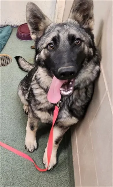 A young small-sized male Mixed Breed dog named A for adoption in Santa Fe, NM