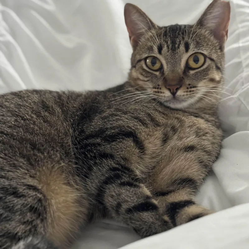 An adult medium-sized female Tabby (Brown / Chocolate) Domestic Short Hair cat named Earl Grey for adoption in Pearland, TX
