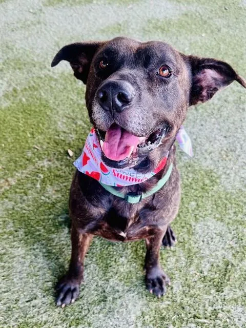 An adult large-sized male Terrier dog named Dan for adoption in Miami, FL
