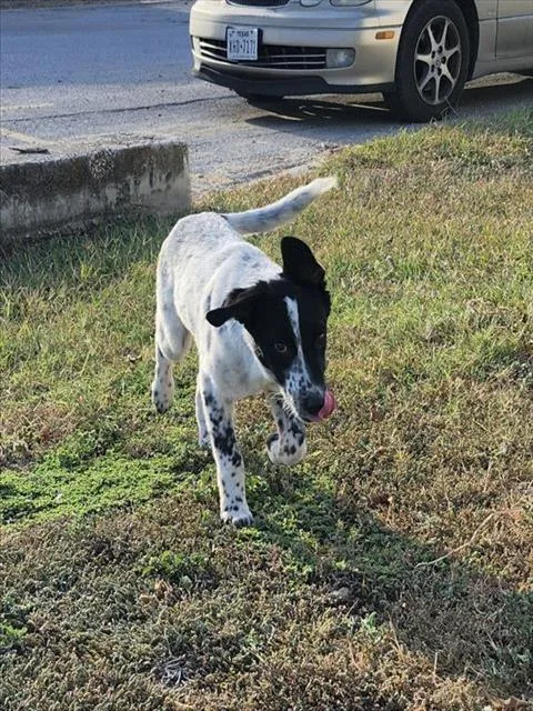 A baby medium-sized male Hound dog named Maxwell for adoption in San Antonio, TX
