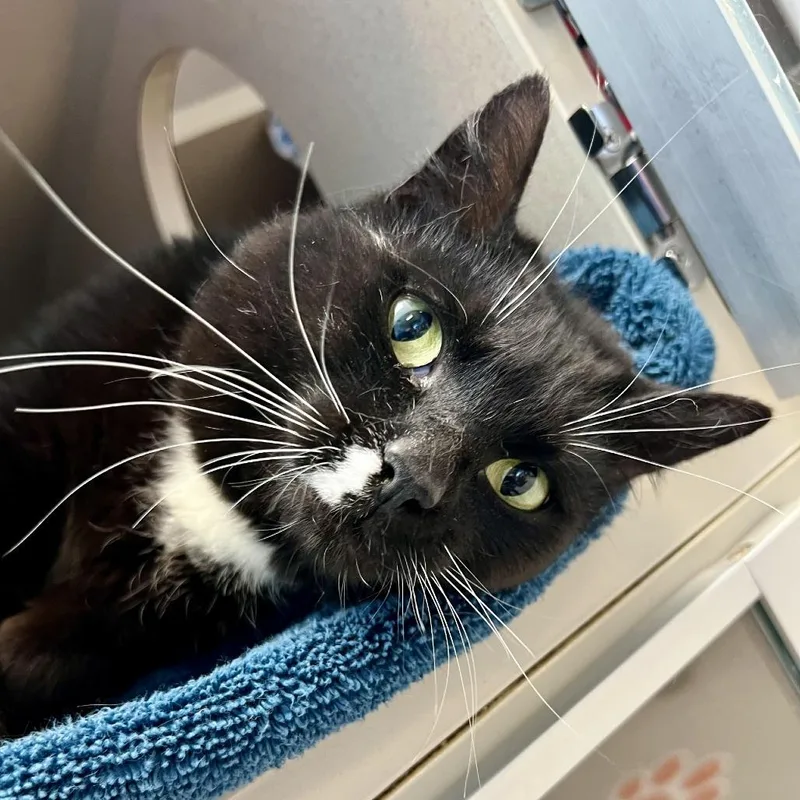 An adult large-sized female Black Domestic Short Hair cat named White Collar for adoption in Tacoma, WA