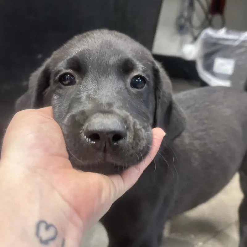 A baby large-sized male Black Labrador Retriever dog named Grayson for adoption in Tampa, FL