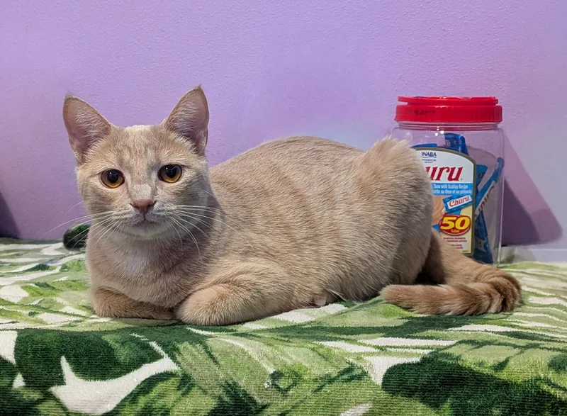 A young medium-sized male Buff & White Domestic Short Hair cat named Harold Hamm for adoption in Flint, TX