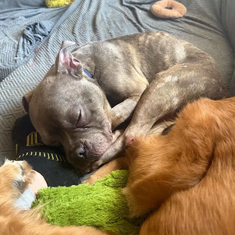 An adult medium-sized male Gray / Blue / Silver American Bulldog dog named Carnitas Lite for adoption in Austin, TX