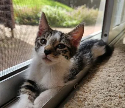 A baby small-sized male Domestic Short Hair cat named Kombu for adoption in Honolulu, HI