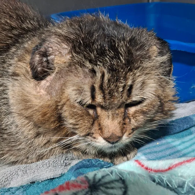 An adult large-sized male Brown / Chocolate Domestic Medium Hair cat named Rumble for adoption in Lakeland, FL