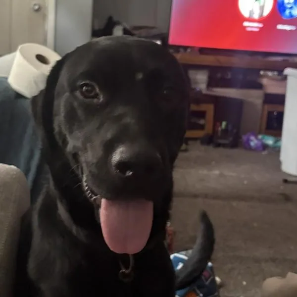 A young medium-sized male Labrador Retriever dog named Butler for adoption in Des Moines, IA