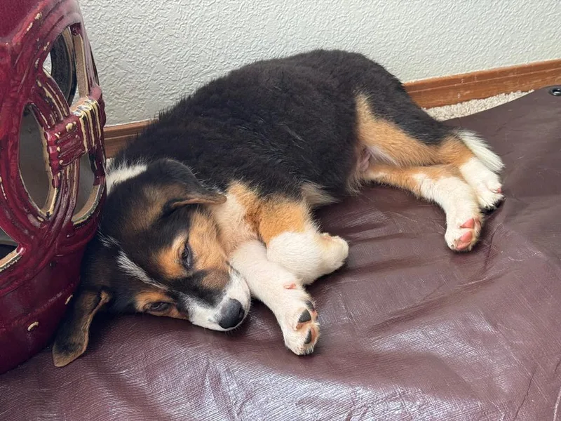 A baby medium-sized male Australian Shepherd dog named Hanson for adoption in Thornton, CO