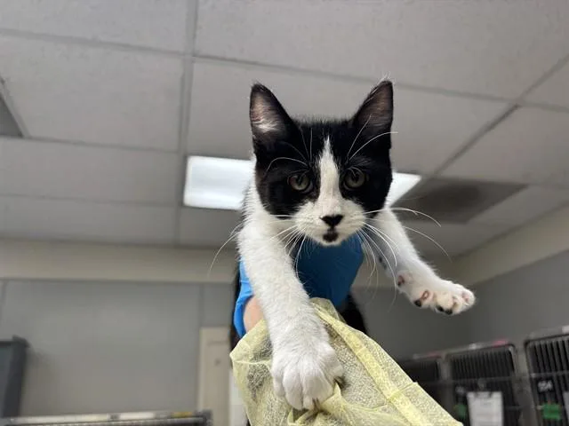 A baby small-sized female Domestic Short Hair cat named Zoom for adoption in Pueblo, CO