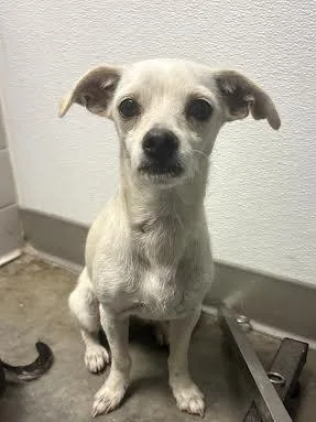 A young small-sized female Chihuahua dog named Chuckies for adoption in Los Angeles, CA